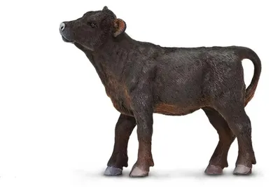 Produktbild von Safari Ltd Angus-kälberfigur Braun From 3 Years Kinder Braun From 3 Years