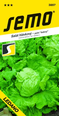 Obrázok produktu pre ŠALÁT HLÁVKOVÝ jarný ľadový Ledano