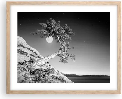 Produktbild von Gerahmtes Poster - Rahmen in heller Eiche - Voll der Mond Baum - 50x40 cm - Wand Bild - Wanddeko - Wandbilder - Kunstposter - Wandposter - Bilderrahmen - Bilder - Kunstdruck - P2NAA50x40-4689