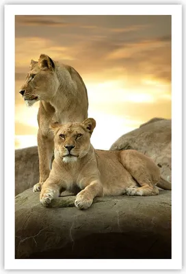 Produktbild von Poster - Poster ohne Rahmen - Löwen Sonnenuntergang Felsen Krallen - 61x91,5 cm - Wand Bild - Wanddeko - Wandbilder - Kunstposter - Wandposter - Bilder - Kunstdruck - Wandbild - P2XPA61x91-2958