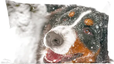 Produktbild von MuchoWow® Zierkissen Sofakissen Wohnzimmer Dekokissen 50x30 cm Ein Berner Sennenhund unter dem Schnee - Wohnzimmerdekoration - Polster mit Photo