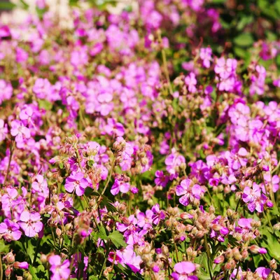 Produktbild von Bloomique - 3er Set - Geranium Cantabrigiense Cambridge - Storchschnabel - Lila Blüten - Winterhart - Höhe 10-20cm - Topf 9x9cm