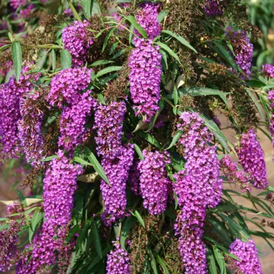 Produktbild von 2 x  Schmetterlingsstrauch  - Buddleja davidii 'Nanho Purple'  | 40-60 cm in Container