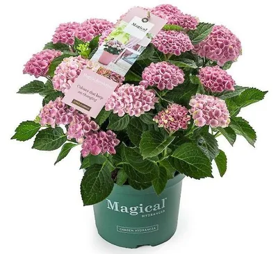 Produktbild von Green boutiQ - Balkonpflanze - Hortensie - Hydrangea Magical Revolution Pink - Pink - 6-10 Blüten - 2 Pflanzen - Topf 23cm Höhe 55cm