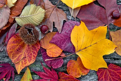 Produktbild von Fototapete - Autumn Leaves 375x250cm - Vliestapete