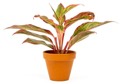 Obrázek produktu pro Gardners Aglaonema Crete Flame, průměr 9 cm