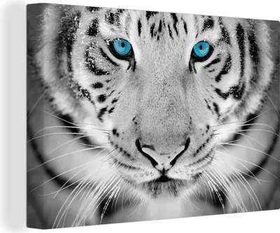 Produktbild von OneMillionCanvasses® - Leinwandbilder - 150x100 cm, Tiger - Kopf - Nase, Wandbilder Kunstdruck Wanddekoration