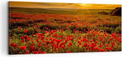Produktbild von Bild auf Leinwand - Leinwandbild - Mohn Blume Wiese - 100x40cm - Wand Bild - Wanddeko - Wandbilder - Leinwanddruck - Bilder - Kunstdruck - Wanddekoration - Leinwand bilder - Wandkunst - AB100x40-3643