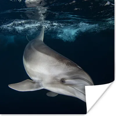 Produktbild von MuchoWow® Poster Delfin - Wasser 50x50 cm - Wohnzimmerdekoration
