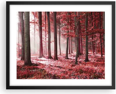Produktbild von Gerahmtes Poster - Schwarzer Rahmen - Wald Rot Bäume - 50x40 cm - Wand Bild - Wanddeko - Wandbilder - Kunstposter - Wandposter - Bilderrahmen - Bilder - Kunstdruck - Wanddekoration - P2BAA50x40-4944