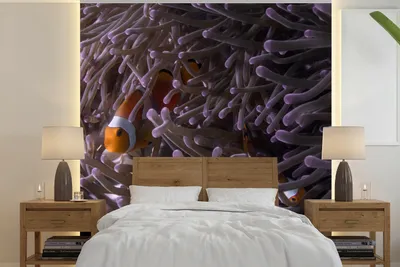 Produktbild von MuchoWow® Fototapete für Wohnzimmer oder Schlafzimmer Wandtapete Vinyl Motivtapete Clownfisch versteckt zwischen Seeanemonen - 300x300 cm - Wanddekoration