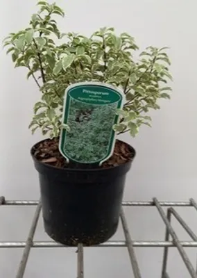 Obrázok produktu pre Pittosporum ten. 'Variegatum' - Australischer Lorbeer 25- 30 cm - Kontajner
