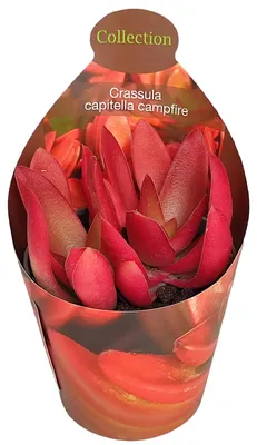 Produktbild von Crassula capitella "Campfire" - brennendes Dickblatt - Rarität - 6,5cm Topf - 15cm hoch