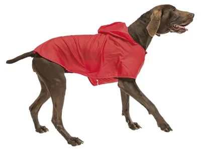Immagine prodotto di cane mackintosh Sailor 65 cm poliestere rosso