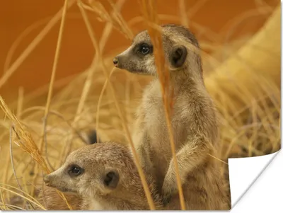 Produktbild von MuchoWow® Poster Gras - Erdmännchen - Tiere 160x120 cm - Foto Plakat