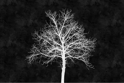 Produktbild von Tadessi Fototapete | Wald | 4.00 m x 2.70 m | Weiß | Schwarz | Wandbild | Digitaldruck