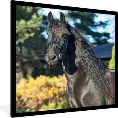Produktbild von MuchoWow® Gerahmtes Poster Sonne - Friesisch - Pferd 40x40 cm - Poster mit Schwarzem Bilderrahmen Wandposter Rahmen Foto Bilder - Mit Rahmen - Wanddekoration Schlafzimmer