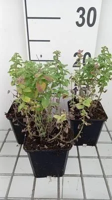 Zdjęcie produktu dla 6 x Nepeta racemosa 'Little Titch' - Kocimiętka - doniczka 9 x 9 cm