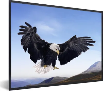 Produktbild von MuchoWow® Gerahmtes Poster Ein amerikanischer Weißkopfseeadler will landen 80x60 cm - Poster mit Schwarzem Bilderrahmen Wandposter Rahmen Foto Bilder - Schwarzem - Mit Gestell