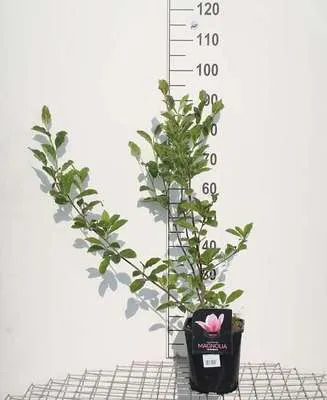 Image de Magnolia soulangeana - Tulipes Magnolia Heaven Scent 50- 60 cm - conteneur