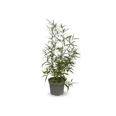Image de Rhus viminalis - bambou non traçant- ↕ 50-60 cm - ⌀ 20 cm - plante d'extérieur