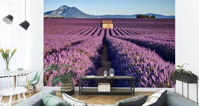 Immagine prodotto di Carta da parati in tessuto non tessuto murale bellissimo campo di lavanda 90 cm (L) x 60 cm (H) decorazione murale della parete