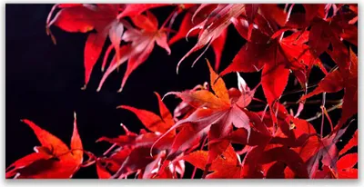 Produktbild von Tulup Leinwand-Bilder 120x60 Wandbild Canvas Kunstdruck Blätter Pflanzen