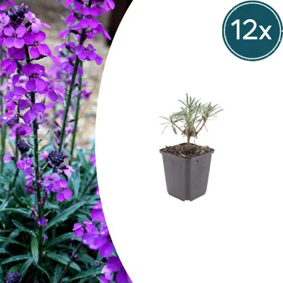 Image de Erysimum 'Bowles' Mauve' | 12 pièces - 10-25cm - Ø9cm - Plante de jardin
