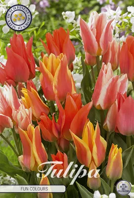 Artikelbild 2 von 'Tulpe Fun Colours (10 Stück)' aus der Kategorie Tulpenzwiebeln