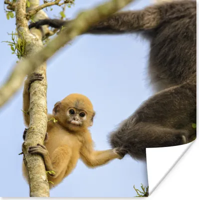 Produktbild von MuchoWow® Poster Junger Affe schaut in die Kamera 100x100 cm - Babyzimmer