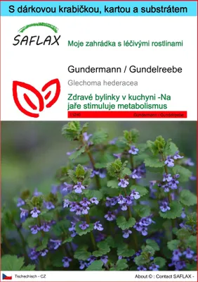 Obrázek produktu pro SAFLAX Dárková sada - Gundermann / Gundelreebe - Glechoma hederacea - 75 Semena - S dárkovou krabičkou, přepravním štítkem, dárkovou kartou a pěstebním médiem