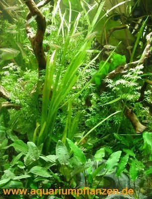 Produktbild von Set für 120 l Aquarium, Pflanzen, Deko, Kies (XXI)