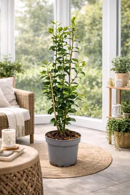 Produktbild von Camellia japonica ‘Brushfield’s Yellow’ 100–120 cm – Winterharte Kamelie cremegelb, immergrüner Zierstrauch für Garten & Kübel