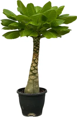 Produktbild von Vulkanpalme Brighamia insignis Zimmerpflanze 25cm hoch Ø12cm Tropische Rarität