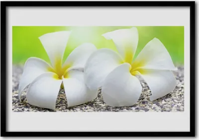 Produktbild von Bild 70x50 MDF-Rahmen Wandkunst Blumen Pflanzen Natur