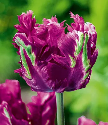 Produktbild von BALDUR Garten 8x Papageien-Tulpe 'Parrot Negrita', Zwiebeln, Zwiebelumfang 11-12 cm, auffällige Blütenfarbe, Schnittblume, kompakter Wuchs, mehrjährig, winterhart, pflegeleicht