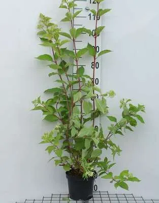 Image de Hydrangea pan. 'Phantom' - Hortensia paniculé conteneur 40- 50 cm