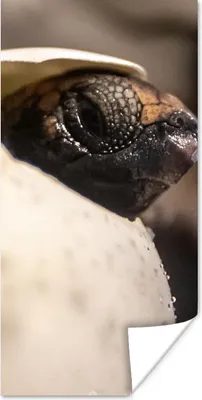 Produktbild von MuchoWow® Poster Schildkröte - Baby - Ei 80x160 cm - Kinderzimmer