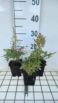 Produktbild von 6 x  Astilbe (a) 'Bumalda' - Prachtspiere - Topf 9 x 9 cm