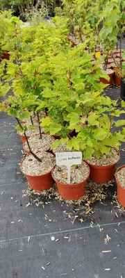 Produktbild von Ribes rubrum 'Witte Hollander' Weiße Johannisbeere, 2 Liter Topf