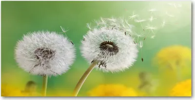 Produktbild von Tulup® Glas-Bild - 100x50 -Wandkunst - Wandbild hinter gehärtetem Sicherheitsglas  - Blumen & Pflanzen - Pusteblumen - Grün