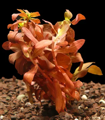 Produktbild von 1 Bund Cognacpflanze (Ammannia Gracilis)