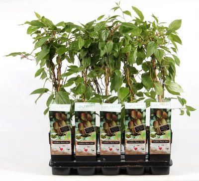 Obrázek produktu pro Bavorské kiwi 70 cm Actinidia arguta Bavaria - samice