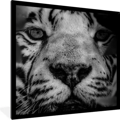 Produktbild von MuchoWow® Gerahmtes Poster Dschungel - Tiger - Schwarz - Weiß 40x40 cm - Poster mit Schwarzem Bilderrahmen Wandposter Rahmen Foto Bilder - Mit Rahmen - Wanddekoration Schlafzimmer