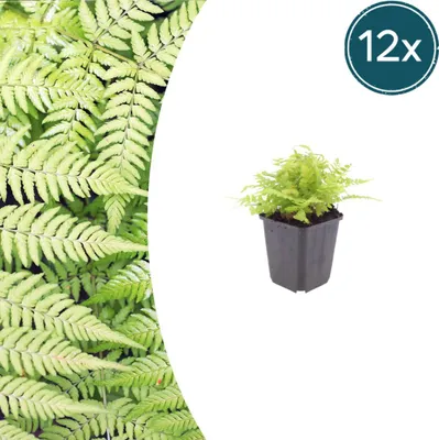 Produktbild von Dryopteris filix-mas | 12 Stück - 10-25cm - Ø9cm - Gartenpflanze