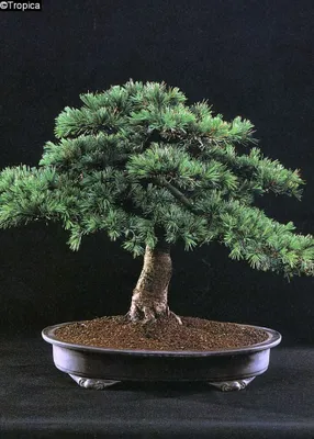 Produktbild von Tropica Bonsai: Libanon-Zeder