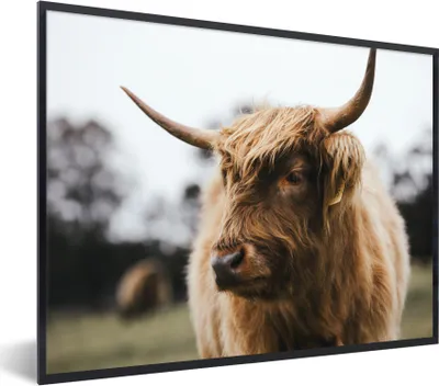 Produktbild von MuchoWow® Gerahmtes Poster Schottischer Highlander - Tiere - Hörner 80x60 cm - Poster mit Schwarzem Bilderrahmen Wandposter Rahmen Foto Bilder - Schwarzem - Mit Gestell