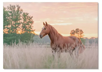 Produktbild von POSTER - 29x21 cm (A4) - Ivara - Pferd auf der Wiese am Morgen, Pastellfarben, Entspannung -  Wandbild für Wohnzimmer Schlafzimmer & Flur, Modernes Poster Wanddeko, Ungerahmt
