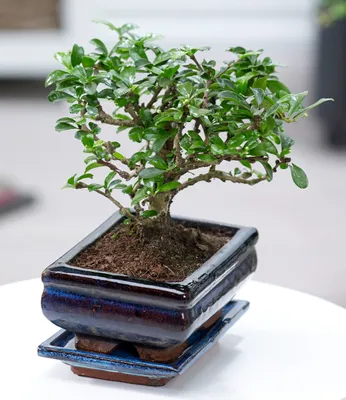 Produktbild von BALDUR Garten Bonsai Carmona Fukientee mit Schale, 1 Pflanze, Zimmer Bonsai Zimmerpflanze, Grünpflanze, mehrjährig - frostfrei halten, Bonsai Carmona microphylla