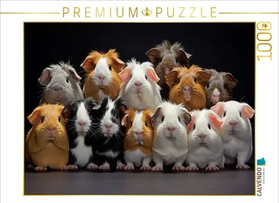Produktbild von CALVENDO Puzzle Meerschweinchen übereinander | 1000 Teile Lege-Größe 64 x 48 cm Foto-Puzzle für glückliche Stunden